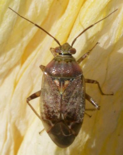 Réf. 250 869 : Lygus rugulipennis